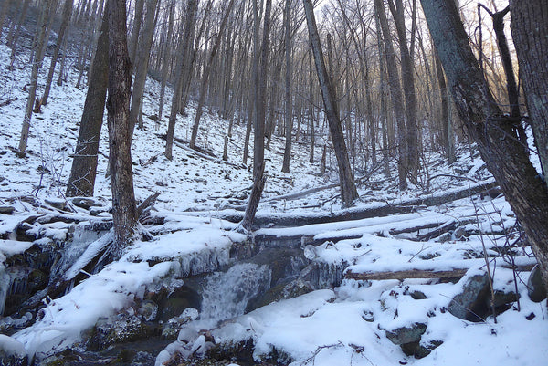 Tiadaghton Trail Tiadaghton State Forest PA