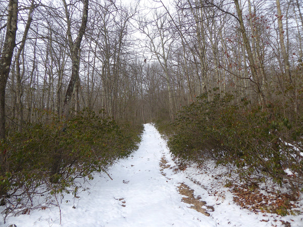 The Hook Natural Area Bald Eagle State Forest PA