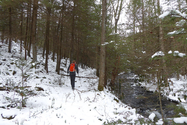 The Hook Natural Area Bald Eagle State Forest PA