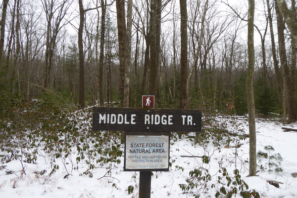 The Hook Natural Area Bald Eagle State Forest PA