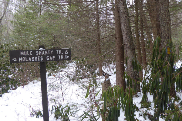 The Hook Natural Area Bald Eagle State Forest PA