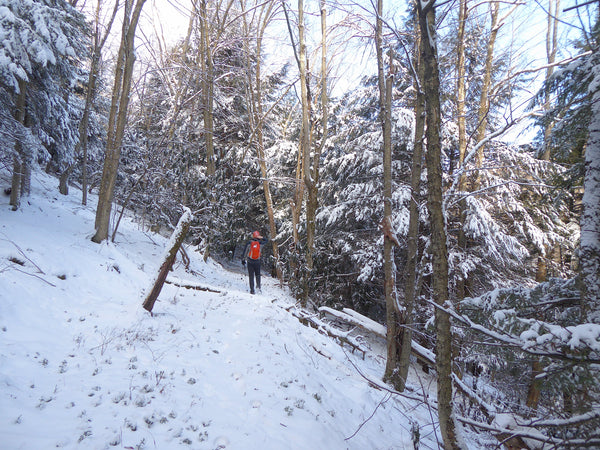 Allegheny Front Trail Moshannon State Forest PA