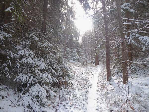 Enjoy the bright colors of Moshannon State Forest