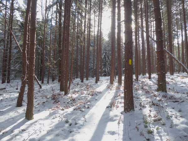 Enjoy the bright colors of Allegheny Front Trail