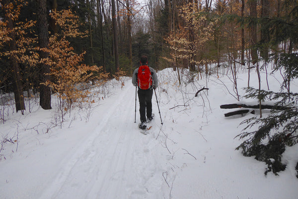 Snowshoeing Moshannon State Forest PA