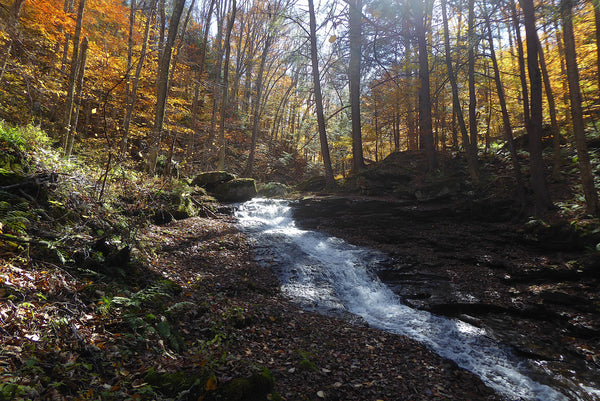 Worlds End State Park Pennsylvania