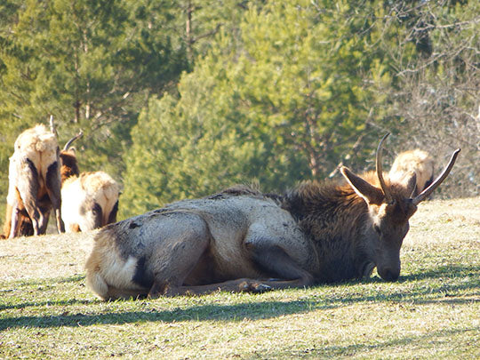 Young Bull Elk