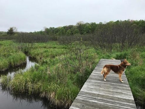 Bog Bridge: Allegheny Front Trail