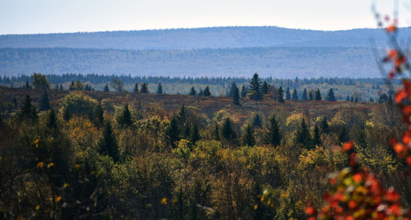 Dolly Sods hiking trails monongahela national forest overlanding