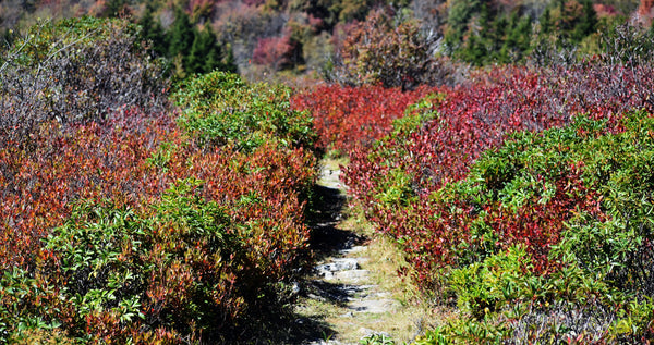 Dolly Sods Monongahela National Forest hiking overlanding backpacking West Virginia WV