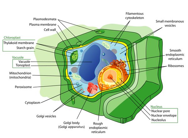 Illustration of a Cell