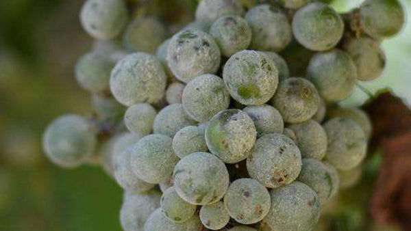 diseased grapes