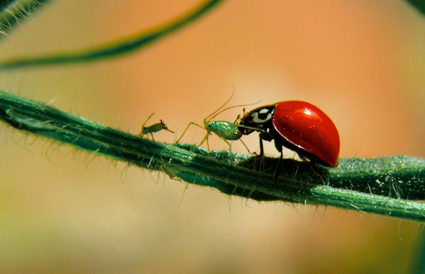 Ladybug eating a bug
