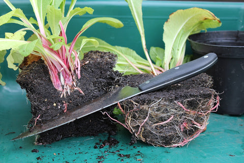 Plant cut in half