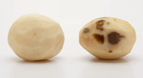diseased potato
