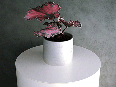 Begonia Rex Hybrid