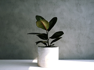 3d Model: Small Ficus Elastica (Rubber Plant) Simulat