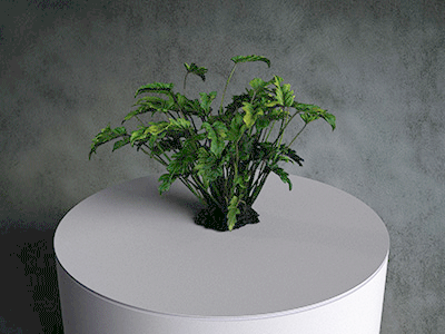 Simulat 3d Model: Philodendron Xanadu