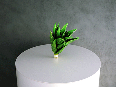 Simulat 3d Model: Aloe Vera Clipping