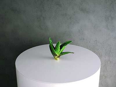 Simulat 3d Model: Aloe Vera Clipping Small