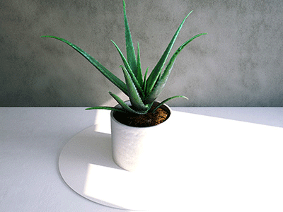 Simulat 3d Mode: Aloe Vera full plant