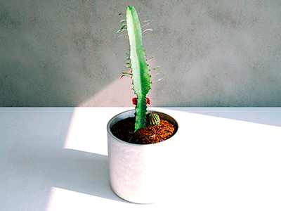 Simulat 3d Scans: Euphorbia Cactus Set