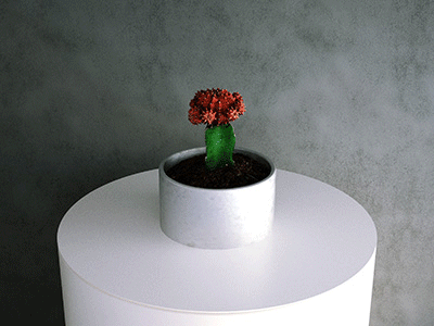 Simulat Scanned 3d Model: Chin Cactus (Gymnocalycium Mihanovichii)