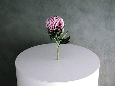 simulat: 3d model Chrysanthemum Flower
