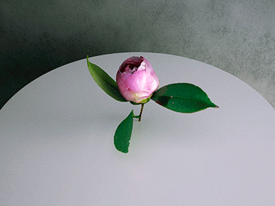 Simulat 3d Model: Pink Camellia Japonica Flower