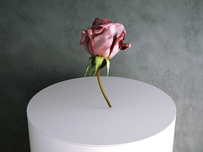 Simulat 3d Scanned Model: Rose / Rosa Hybrida