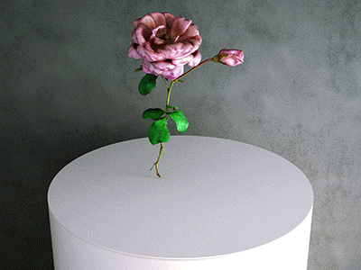 3d Scan Model: Rosa Hybrida