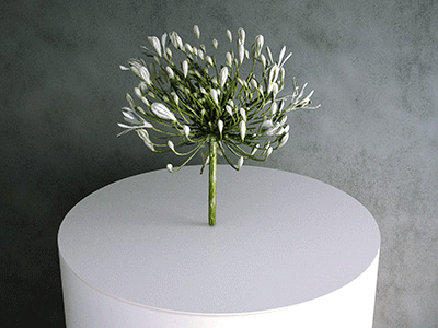Simulat Scanned 3d Model: Agapanthus flower / cutting (white)