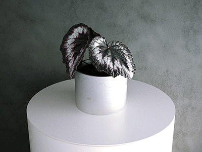 Simulat: Begonia Rex Hybrid