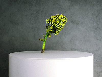 SIMULAT: 3d model aeonium arborium flower