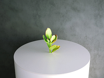 Simulat: Crassula Ovata jade succulent