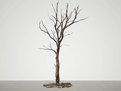 Simulat 3d Model: Dead Gum tree