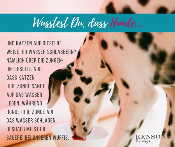 Wusstest du, dass Hund und Katzen auf die selbe Weise ihr Wasser schlabbern? KENSONS for dogs - dein Retrieverleinen-Spezialist