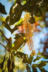 Macadamia Tree flower