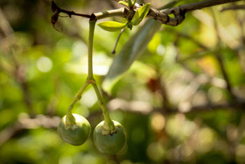 Macadamia Nut on Tree