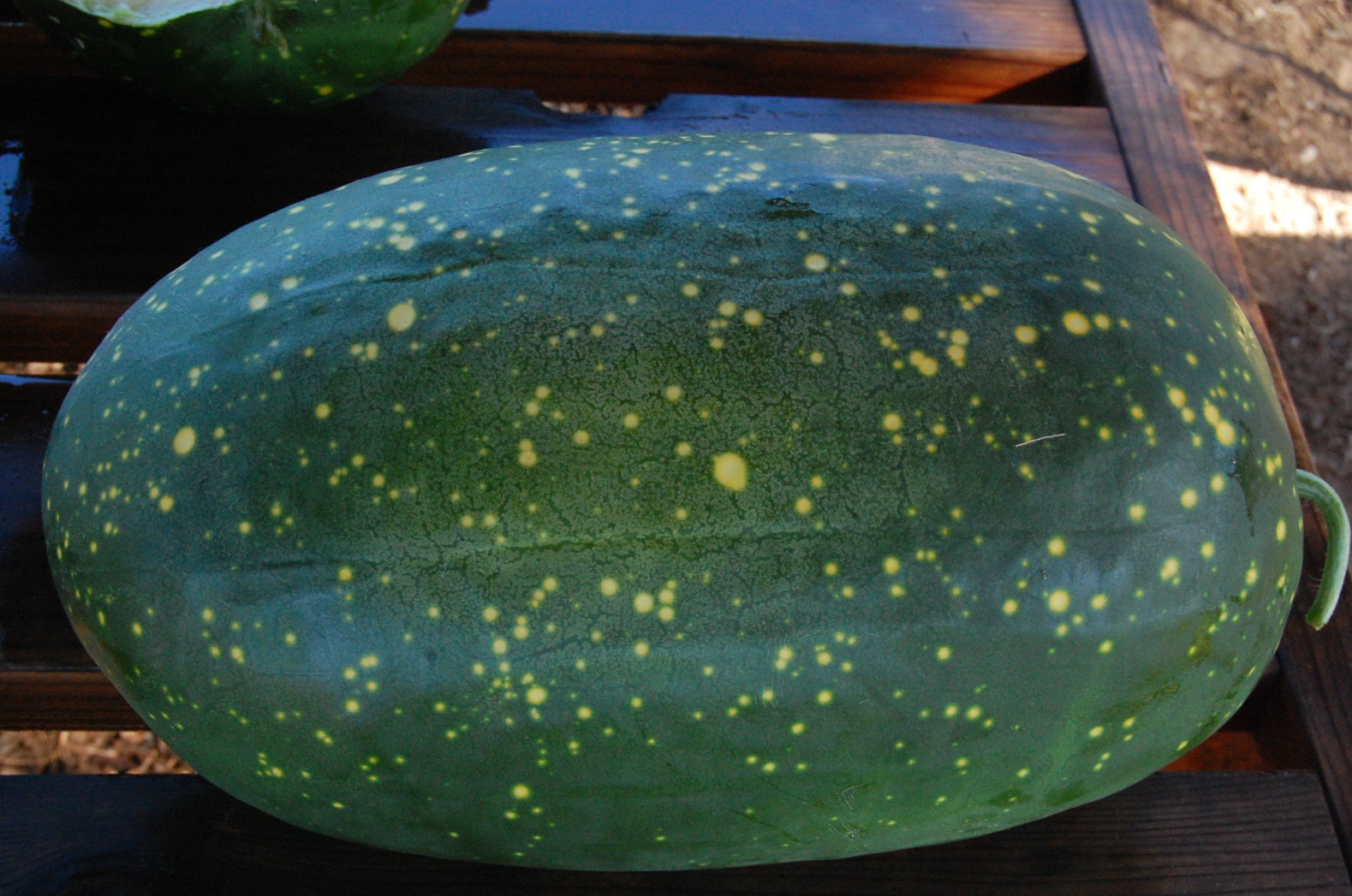 Moon And Stars Yellow Watermelon Seeds All Good Things Organic Seeds