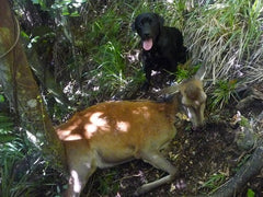Hunting Stags With An Indicating Dog