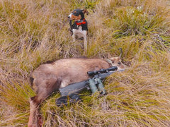 How to train a deer dog – Hunting with Fly