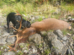 Hunting Stags With An Indicating Dog