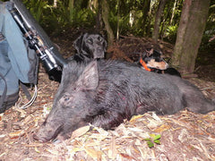 Indicating Pigs With Dogs