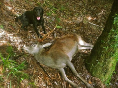 How to train a deer dog – Hunting with Fly