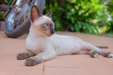 siamese cat