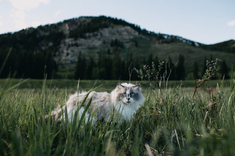 ragdoll cat