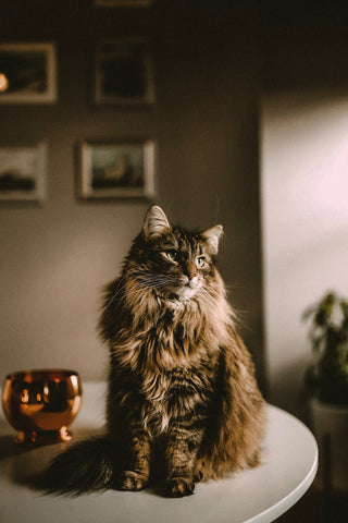 siberian cat