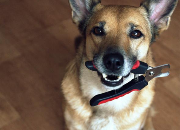 cheap place to get dogs nails clipped