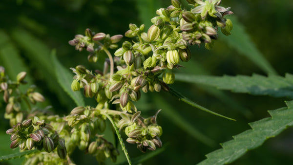 Hemp seeds in their natural state